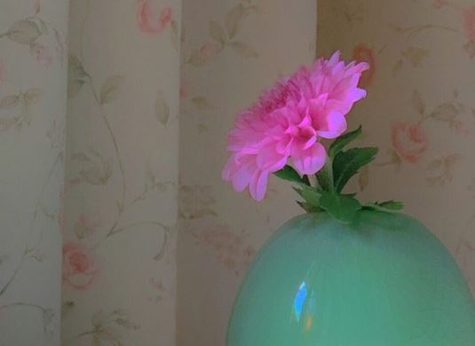 有根不着地_有叶不开花_日里随水漂_夜里不归家《猜一植物》