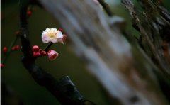 “轻薄桃花逐水流” 《2字中药二》