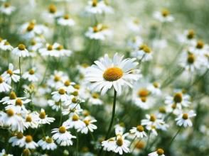 只有腿来无胳膊,只有脊梁无脑壳,爱摆架子盘腿坐,横跨鼻梁勾耳朵《打一个物品》