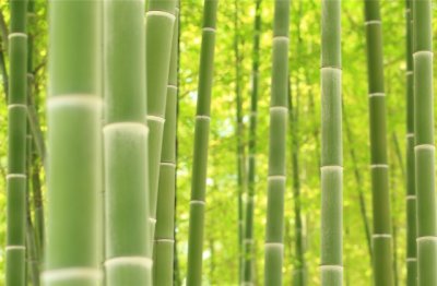 家家户户有匹马-《打一字》