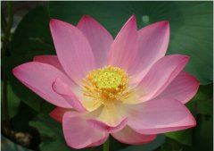 猜谜语题目:秘密养牛《打一个俗语》