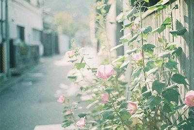 蚕蚁”是蚂蚁还是蚕？
