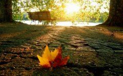 一身金钱袍_猫脸性残暴_爬树且游水_嗜肉不食草《猜一动物》