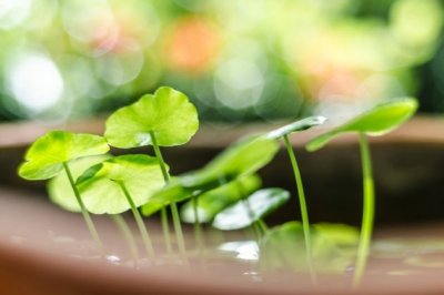 六畜之首,天蓬在前　《猜动物部位》