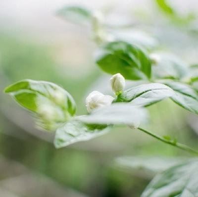 省下资金多植树 《打一成语》