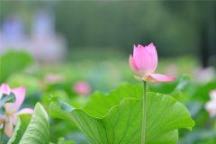 太太化装列魁首 《三字贬称谓》