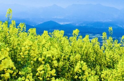 六出飞花家书至 《红人》
