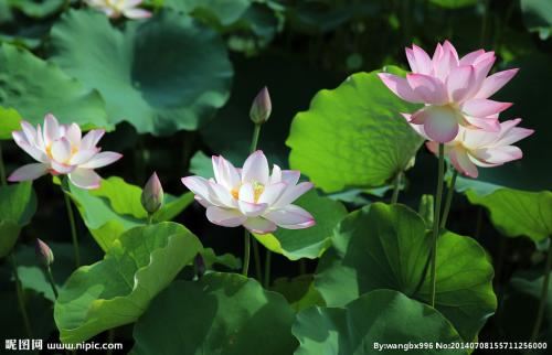 新时白头发,旧时变成黑-闲时戴帽子,忙时把帽摘《打一文体用品》