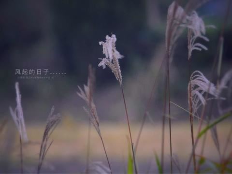 李世民登基 《成语_鹭胫格》
