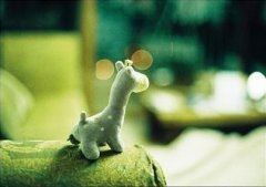 猜谜语题目:牛郎放牧《打一个花卉》