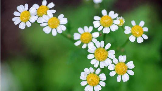 到处祥和笑声闹 《北京奥运会火炬接力地二_２＋４》