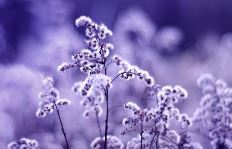 皆因无能离吾去　《猜六字口语》