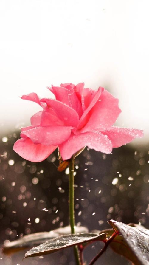 老翁逾墙走《猜一动物名》