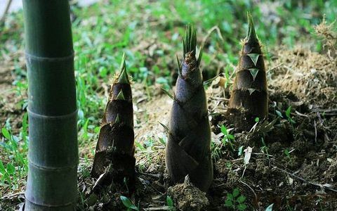 温州城里方流行　《猜河南广东地名各一》