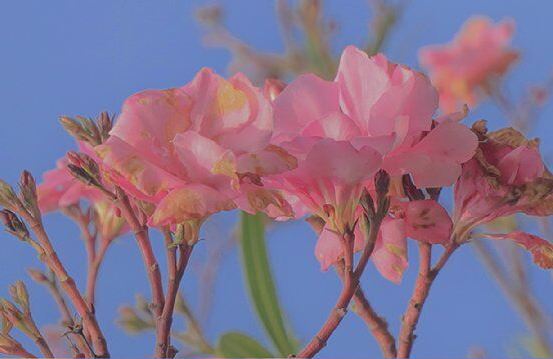 冯延巳雨中思亲 《打一成语》