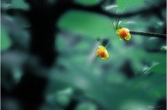 光杆司令徒虚名 《打一成语》