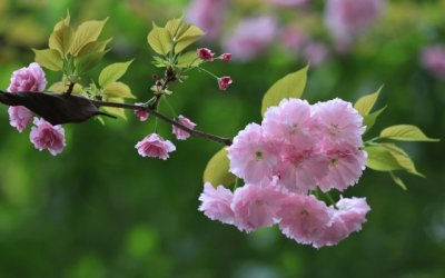 猜谜语题目:老厨师一生未遇《打一个成语》