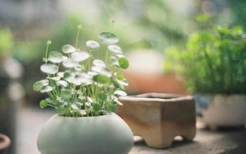 空罐头 《成语_卷帘格》