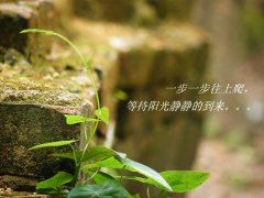 杜鹃芙蓉砚边生 《打一成语》