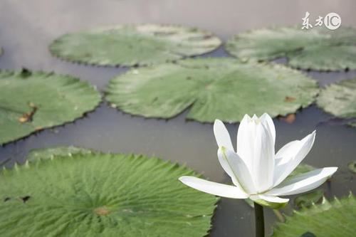 江淹梦觉生奇才 《打一成语》