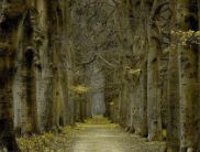 两行雁阵绕低空　《猜7笔字》