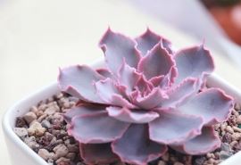 难以置信的弹劾 《中草药名》