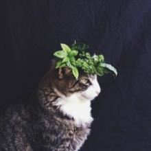 天下众芳唯牡丹 《打一成语》