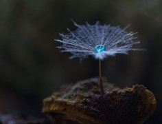 身穿鲜艳百花衣,爱在山丘耍儿戏,稍稍有点情况紧,只顾头来不顾尾《打一个动物》