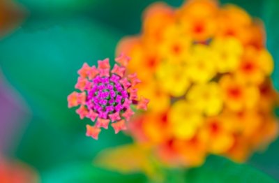 知节为官 《打一成语》