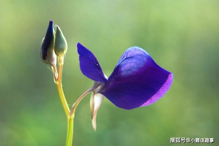 拍板之后再动工 《成语_卷帘格》