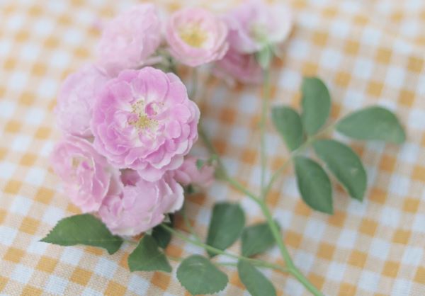 笛《猜一动物名》