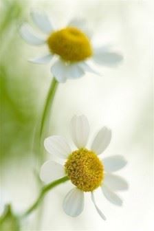 产前村头老见面　《猜繁体字》