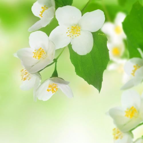 胡乱一扫光 《党史人物》