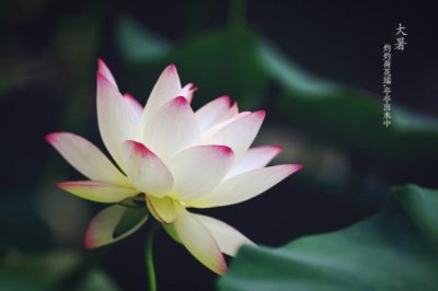 胡子刮得精光 《多字成语》