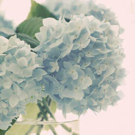 身体半球形_背上七颗星_棉花喜爱它_捕虫最著名《打一动物》