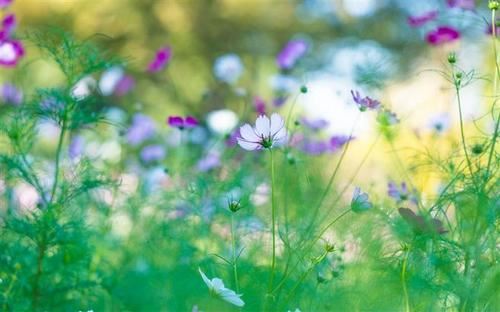 白天树上叫跳_夜宿古堂佛庙_等到三麦登场_它们先要品尝-　《猜飞行动物一》