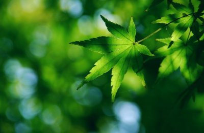 小时头青青_老来发白白_远看似棉花_风来起白浪《猜一植物》