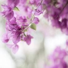 尾巴一根钉_眼睛两粒豆_有翅没有毛_有脚不会走《猜一昆虫》