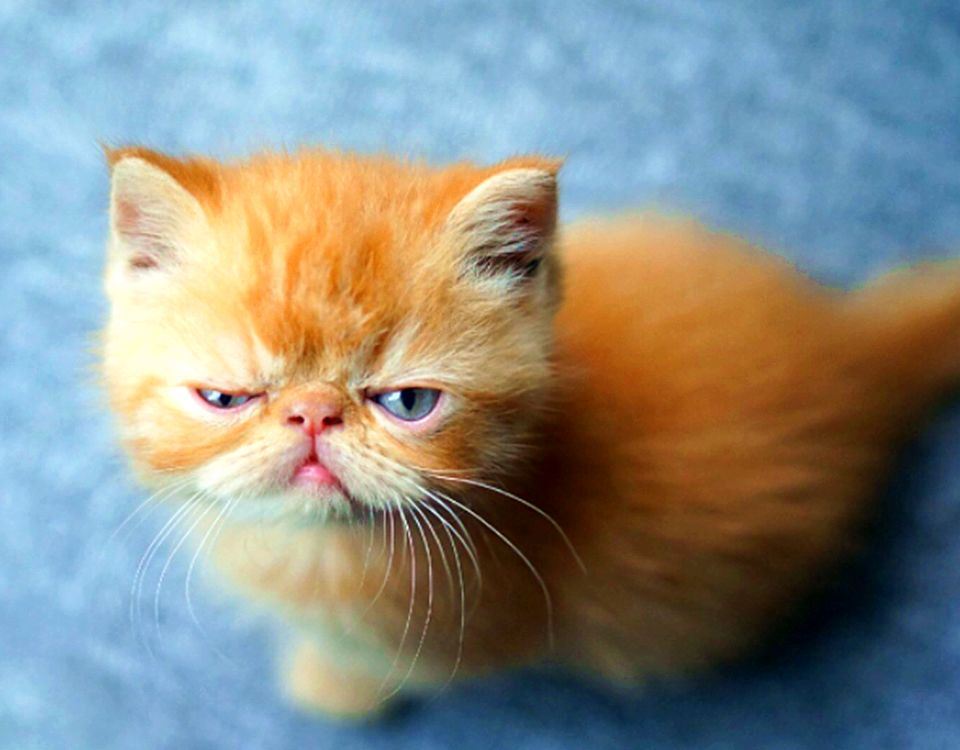 新主帽下藏利刃·徐妃格《猜一动物名》