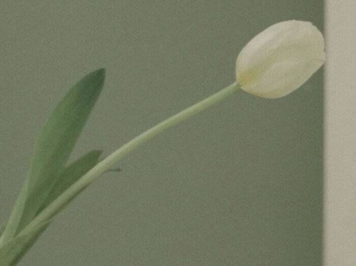 头上两根须_身穿花衣衫_飞进花朵里_传粉又吃蜜《打一动物》