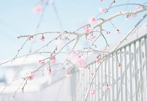 土柏 《打一成语》