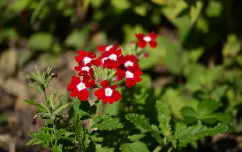 春临松间孤燕翔 《列人》
