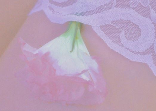 两岸猿声啼不住《猜一动物名》