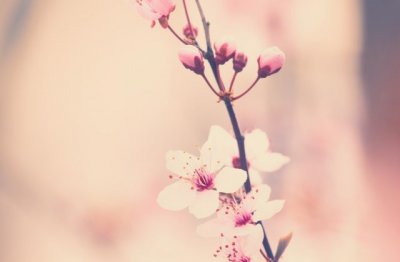 四个矮子抬面鼓,前头是扬叉,后头是扫帚《打一个动物》