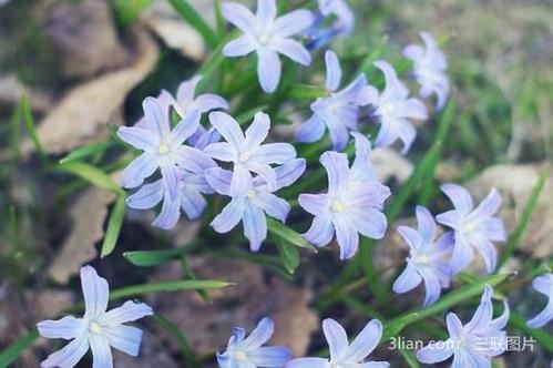 猜谜语题目:人比黄花瘦《打一个农业名词》