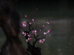 天下英雄唯使君与操耳《打一个三国人名》