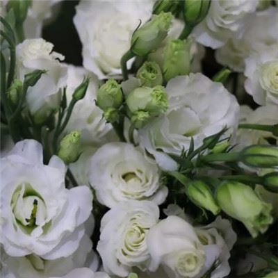 人迹遍绕松花江 《饮品》