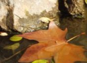 “三千强弩压潮低” 《国足二冠称谓》