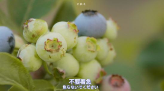 是笔不能画_和电是一家_要知有无电_可去请教它-《猜一电工用具》