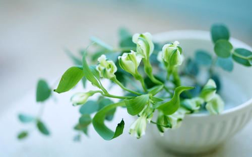 呆呆第一名《猜一动物名》